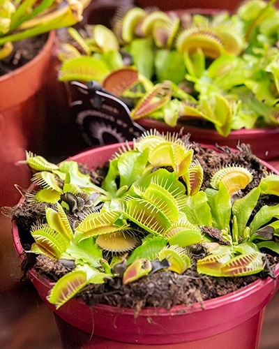 Plante carnivore Dionée attrape-mouche (Dionaea muscipula) dans les jardineries Tournesols